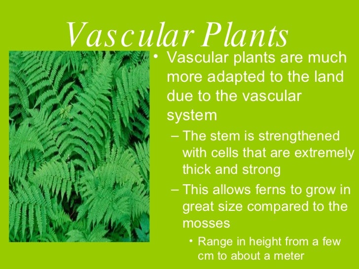 Plants Without Seeds