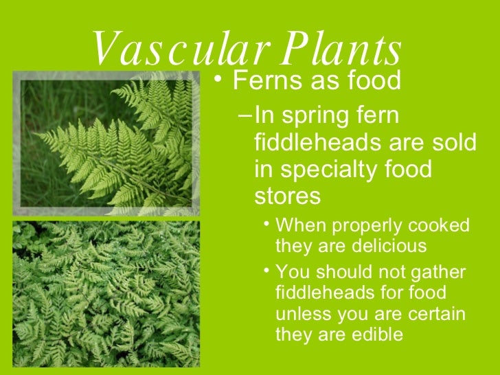 Plants Without Seeds