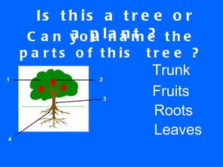 Is this a tree or a plant ? Can you name the parts of this tree ? 1 2 3 4 Trunk Fruits Roots Leaves