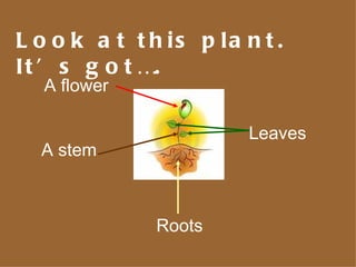 Look at this plant. It’s got…. Roots A stem Leaves A flower