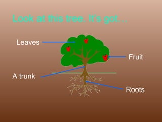 Look at this tree. It’s got… Leaves A trunk Roots Fruit