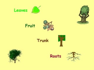 Leaves Trunk Roots Fruit