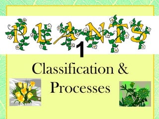 Classification & Processes 1 