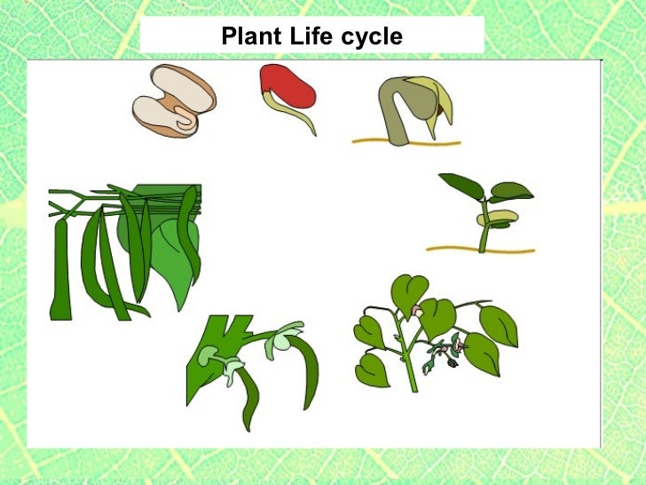 NEW STANDARDS 6th grade Plants1 classification &amp; processes