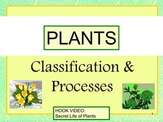 Classification &
Processes
PLANTS
1
HOOK VIDEO:
Secret Life of Plants
 