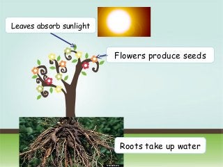 Click here to download this powerpoint template : Colorful Pastel Tree Powerpoint Template
For more templates : PPT Backgrounds Models
Others ressources :
Abstract Free PPT Presentations
Nature Powerpoint Templates
Tree Powerpoint Presentations Backgrounds
Download Powerpoint Background with halo effect
Page 3
Roots take up water
Leaves absorb sunlight
Flowers produce seeds
 