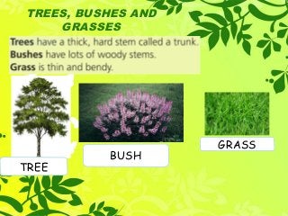 Click here to download this powerpoint template : Colorful Pastel Tree Powerpoint Template
For more templates : PPT Backgrounds Models
Others ressources :
Abstract Free PPT Presentations
Nature Powerpoint Templates
Tree Powerpoint Presentations Backgrounds
Download Powerpoint Background with halo effect
Page 4
TREES, BUSHES AND
GRASSES
TREE
BUSH
GRASS
 