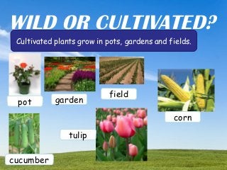 Click here to download this powerpoint template : Colorful Pastel Tree Powerpoint Template
For more templates : PPT Backgrounds Models
Others ressources :
Abstract Free PPT Presentations
Nature Powerpoint Templates
Tree Powerpoint Presentations Backgrounds
Download Powerpoint Background with halo effect
Page 5
WILD OR CULTIVATED?
Cultivated plants grow in pots, gardens and fields.
pot garden
field
cucumber
tulip
corn
 