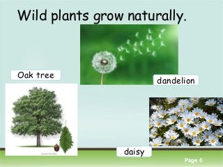 Click here to download this powerpoint template : Colorful Pastel Tree Powerpoint Template
For more templates : PPT Backgrounds Models
Others ressources :
Abstract Free PPT Presentations
Nature Powerpoint Templates
Tree Powerpoint Presentations Backgrounds
Download Powerpoint Background with halo effect
Page 6
Wild plants grow naturally.
Oak tree
dandelion
daisy
 