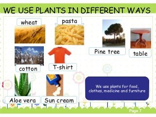 Page 7
WE USE PLANTS IN DIFFERENT WAYS
We use plants for food,
clothes, medicine and furniture
wheat pasta
cotton T-shirt
Aloe vera Sun cream
Pine tree table
 