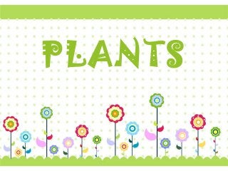 Page 1
PLANTS
 