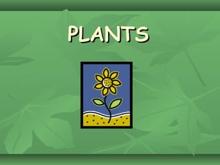 PLANTSPLANTS
 