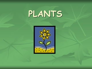 PLANTS 
 