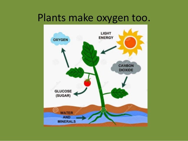 Plants2
