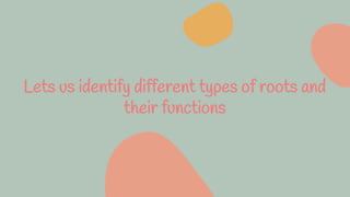 Lets us identify different types of roots and
their functions
 