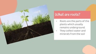 What are roots?
• Roots are the parts of the
plants which usually
remains underground.
• They collect water and
minerals from the soil
 