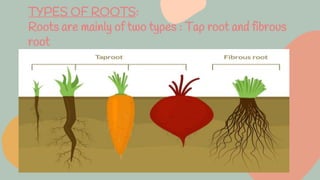 TYPES OF ROOTS:
Roots are mainly of two types : Tap root and fibrous
root
 