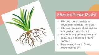 What are Fibrous Roots?
• Fibrous roots consists as
several thin threadlike roots
• Fibrous roots are short and do
not go deep into the soil
• Grows in regions where water
is available near the ground
surface
• Few examples are : Grass,
coconut tree etc
 