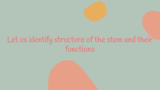Let us identify structure of the stem and their
functions
 