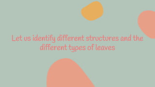 Let us identify different structures and the
different types of leaves
 