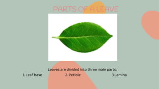 PARTS OF A LEAVE
Leaves are divided into three main parts:
1. Leaf base 2. Petiole 3.Lamina
 