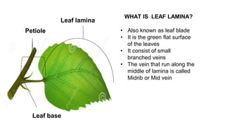 WHAT IS LEAF LAMINA?
Leaf base
Petiole • Also known as leaf blade
• It is the green flat surface
of the leaves
• It consist of small
branched veins
• The vein that run along the
middle of lamina is called
Midrib or Mid vein
Leaf lamina
 