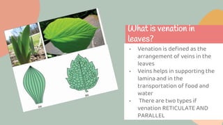What is venation in
leaves?
• Venation is defined as the
arrangement of veins in the
leaves
• Veins helps in supporting the
lamina and in the
transportation of food and
water
• There are two types if
venation RETICULATE AND
PARALLEL
 
