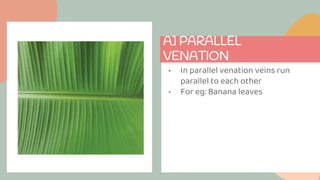 A] PARALLEL
VENATION
• In parallel venation veins run
parallel to each other
• For eg: Banana leaves
 