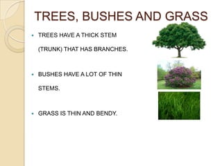 TREES, BUSHES AND GRASS
   TREES HAVE A THICK STEM

    (TRUNK) THAT HAS BRANCHES.



   BUSHES HAVE A LOT OF THIN

    STEMS.



   GRASS IS THIN AND BENDY.
 