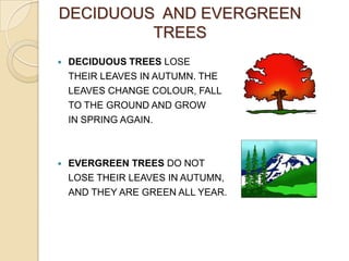 DECIDUOUS AND EVERGREEN
         TREES
   DECIDUOUS TREES LOSE
    THEIR LEAVES IN AUTUMN. THE
    LEAVES CHANGE COLOUR, FALL
    TO THE GROUND AND GROW
    IN SPRING AGAIN.



   EVERGREEN TREES DO NOT
    LOSE THEIR LEAVES IN AUTUMN,
    AND THEY ARE GREEN ALL YEAR.
 