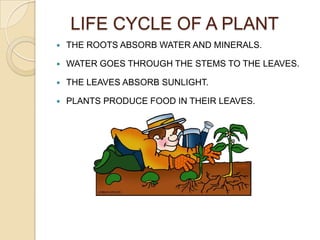 LIFE CYCLE OF A PLANT
   THE ROOTS ABSORB WATER AND MINERALS.

   WATER GOES THROUGH THE STEMS TO THE LEAVES.

   THE LEAVES ABSORB SUNLIGHT.

   PLANTS PRODUCE FOOD IN THEIR LEAVES.
 