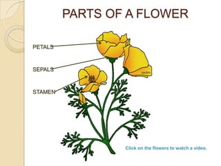PARTS OF A FLOWER

PETALS



SEPALS



STAMEN




                 Click on the flowers to watch a video.
 