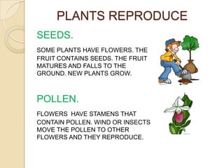 PLANTS REPRODUCE
SEEDS.
SOME PLANTS HAVE FLOWERS. THE
FRUIT CONTAINS SEEDS. THE FRUIT
MATURES AND FALLS TO THE
GROUND. NEW PLANTS GROW.



POLLEN.
FLOWERS HAVE STAMENS THAT
CONTAIN POLLEN. WIND OR INSECTS
MOVE THE POLLEN TO OTHER
FLOWERS AND THEY REPRODUCE.
 