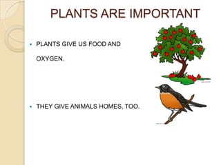 PLANTS ARE IMPORTANT

   PLANTS GIVE US FOOD AND

    OXYGEN.




   THEY GIVE ANIMALS HOMES, TOO.
 