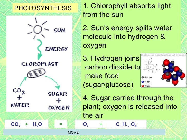 Element That Plants Get From Water To Make Food Element That Plants Get From Water To Make Food