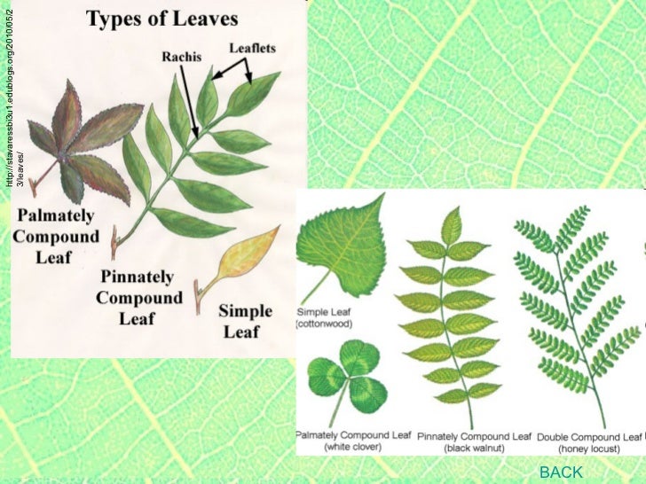 importance of photsynthesis importance of photsynthesis