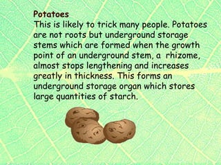 Plants2 plant parts roots & stems, specialized roots, tropisms ...