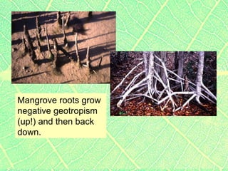 Plants2 plant parts roots & stems, specialized roots, tropisms ...