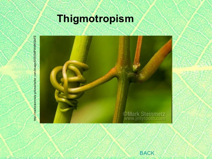 Plants2 plant parts roots stems specialized roots 