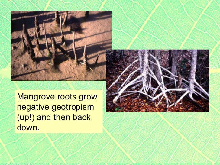 Plants2 plant parts roots & stems, specialized roots, tropisms, incl…