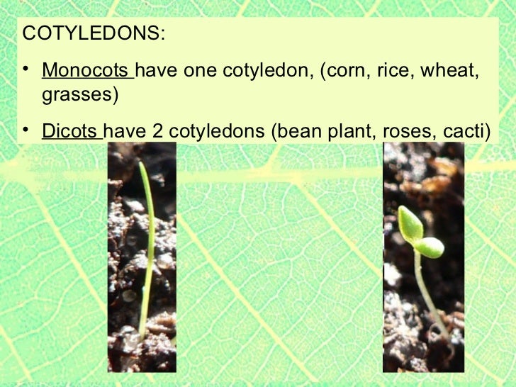 Plants2 plant parts seeds germination, cotyledons, tropisms, include…
