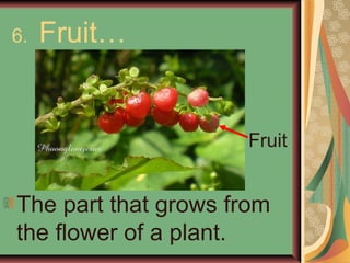 Second Grade Science: Plants