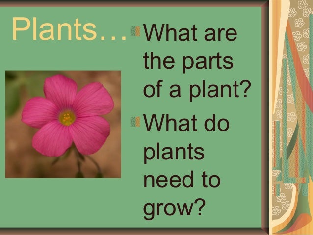 Second Grade Science Plants