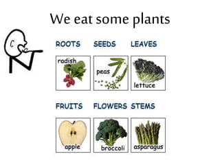 We eat some plants
 