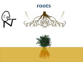 roots
 