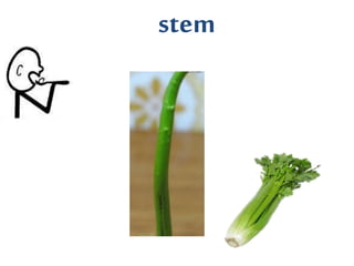 stem
 