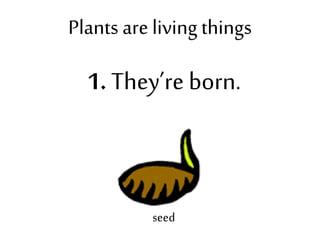 Plants are living things
1. They’re born.
seed
 