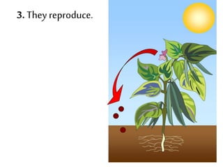3. They reproduce.
 