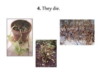 4. They die.
 