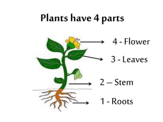 Plants have 4 parts
1 - Roots
2 – Stem
3 - Leaves
4 - Flower
 